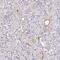 DENN Domain Containing 5A antibody, HPA052923, Atlas Antibodies, Immunohistochemistry frozen image 