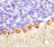 Cadherin-13 antibody, MA5-24128, Invitrogen Antibodies, Immunohistochemistry paraffin image 