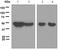 Cyclin Dependent Kinase 5 Regulatory Subunit 2 antibody, GTX62997, GeneTex, Western Blot image 