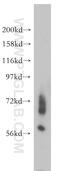 Ectoderm-neural cortex protein 1 antibody, 15007-1-AP, Proteintech Group, Western Blot image 