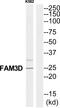 Protein FAM3D antibody, PA5-39611, Invitrogen Antibodies, Western Blot image 