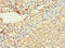 Vitronectin antibody, orb44435, Biorbyt, Immunohistochemistry paraffin image 