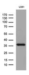 DTW Domain Containing 1 antibody, MA5-27492, Invitrogen Antibodies, Western Blot image 