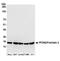 Prefoldin Subunit 2 antibody, A304-807A, Bethyl Labs, Western Blot image 