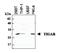 TP53 Induced Glycolysis Regulatory Phosphatase antibody, M05811, Boster Biological Technology, Western Blot image 