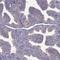 Chromosome 9 Open Reading Frame 116 antibody, HPA065287, Atlas Antibodies, Immunohistochemistry frozen image 