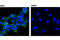 RAB11 Family Interacting Protein 1 antibody, 12849S, Cell Signaling Technology, Immunofluorescence image 
