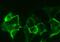 Endothelin Receptor Type A antibody, PA3-065, Invitrogen Antibodies, Immunocytochemistry image 