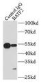 Basic Leucine Zipper ATF-Like Transcription Factor 2 antibody, FNab00808, FineTest, Immunoprecipitation image 