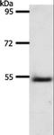 Alpha-1-B glycoprotein antibody, LS-C406091, Lifespan Biosciences, Western Blot image 