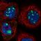 Bystin Like antibody, HPA031217, Atlas Antibodies, Immunofluorescence image 