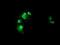 Non-Homologous End Joining Factor 1 antibody, NBP2-03275, Novus Biologicals, Immunofluorescence image 