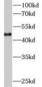 KRT18 antibody, FNab02205, FineTest, Western Blot image 