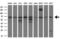 Calcium/calmodulin-dependent 3 ,5 -cyclic nucleotide phosphodiesterase 1B antibody, M08156, Boster Biological Technology, Western Blot image 