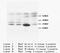 Bridging Integrator 1 antibody, orb18183, Biorbyt, Western Blot image 