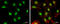 HAP3 antibody, GTX121922, GeneTex, Immunocytochemistry image 