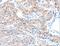 ADAM Metallopeptidase Domain 32 antibody, LS-C404445, Lifespan Biosciences, Immunohistochemistry frozen image 