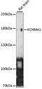 Potassium Calcium-Activated Channel Subfamily M Alpha 1 antibody, LS-C750254, Lifespan Biosciences, Western Blot image 