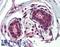 BRCA1 DNA Repair Associated antibody, LS-B3772, Lifespan Biosciences, Immunohistochemistry frozen image 
