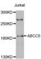 Multidrug resistance-associated protein 5 antibody, abx002191, Abbexa, Western Blot image 