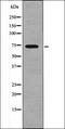 Dual specificity protein phosphatase 16 antibody, orb335955, Biorbyt, Western Blot image 