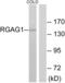 Retrotransposon Gag Like 9 antibody, LS-C119150, Lifespan Biosciences, Western Blot image 