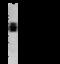 Cell adhesion molecule 3 antibody, 50476-T48, Sino Biological, Western Blot image 