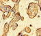 Zinc Finger BED-Type Containing 1 antibody, LS-C210901, Lifespan Biosciences, Immunohistochemistry paraffin image 