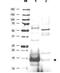 Ubiquitin Conjugating Enzyme E2 N antibody, orb345301, Biorbyt, Western Blot image 