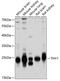 Thy-1 Cell Surface Antigen antibody, GTX32508, GeneTex, Western Blot image 