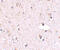 RNA Polymerase III Subunit F antibody, 4727, ProSci, Immunohistochemistry paraffin image 