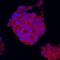 Semaphorin 5A antibody, AF5896, R&D Systems, Immunofluorescence image 