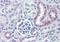 Nestin antibody, orb86833, Biorbyt, Immunohistochemistry paraffin image 