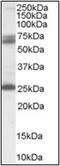 Glutamate Decarboxylase 2 antibody, AP23035PU-N, Origene, Western Blot image 