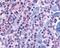 N-Acetylneuraminic Acid Phosphatase antibody, 48-195, ProSci, Immunohistochemistry paraffin image 