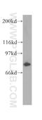 Component Of Oligomeric Golgi Complex 7 antibody, 13552-1-AP, Proteintech Group, Western Blot image 