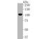 NLR Family Pyrin Domain Containing 3 antibody, NBP2-67639, Novus Biologicals, Western Blot image 