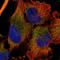 DExD/H-Box Helicase 60 antibody, HPA046952, Atlas Antibodies, Immunofluorescence image 