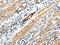 STEAP4 antibody, CSB-PA590264, Cusabio, Immunohistochemistry frozen image 