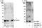 Nuclear Cap Binding Protein Subunit 2 antibody, A302-553A, Bethyl Labs, Western Blot image 