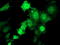 E-Tmod antibody, TA503146, Origene, Immunofluorescence image 