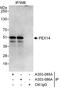 Peroxisomal Biogenesis Factor 14 antibody, A303-085A, Bethyl Labs, Immunoprecipitation image 