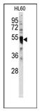 Interferon Regulatory Factor 8 antibody, AP12482PU-N, Origene, Western Blot image 