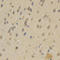 Selectin L antibody, LS-C331600, Lifespan Biosciences, Immunohistochemistry paraffin image 
