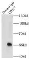 CD127 antibody, FNab01415, FineTest, Immunoprecipitation image 