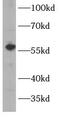 Cytochrome P450 Family 1 Subfamily A Member 2 antibody, FNab02148, FineTest, Western Blot image 