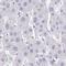 AKAP14 antibody, NBP2-32580, Novus Biologicals, Immunohistochemistry frozen image 