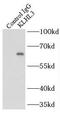 Kelch-like protein 3 antibody, FNab04623, FineTest, Immunoprecipitation image 