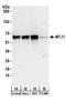 DnaJ Heat Shock Protein Family (Hsp40) Member C1 antibody, A304-055A, Bethyl Labs, Western Blot image 