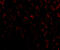 Serine protease HTRA2, mitochondrial antibody, 3051, ProSci, Immunofluorescence image 
